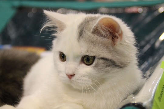 Хрустальная Кошка Фото